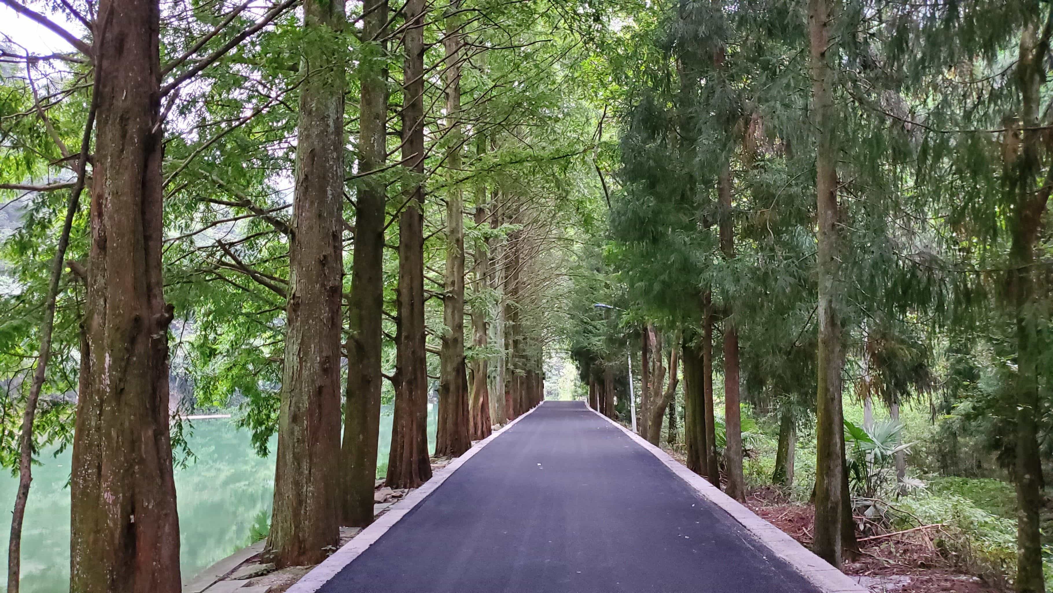 朱家山原始林区