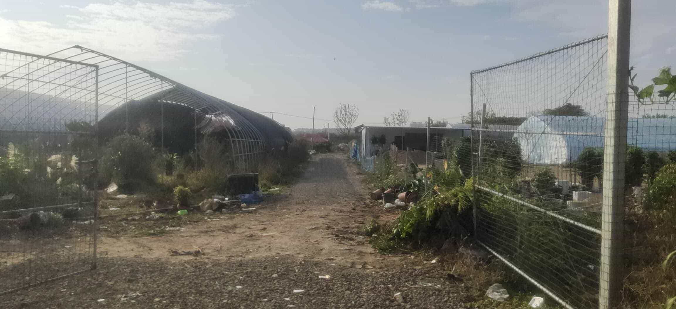滁州绿小匠花卉龙蟠大道基地