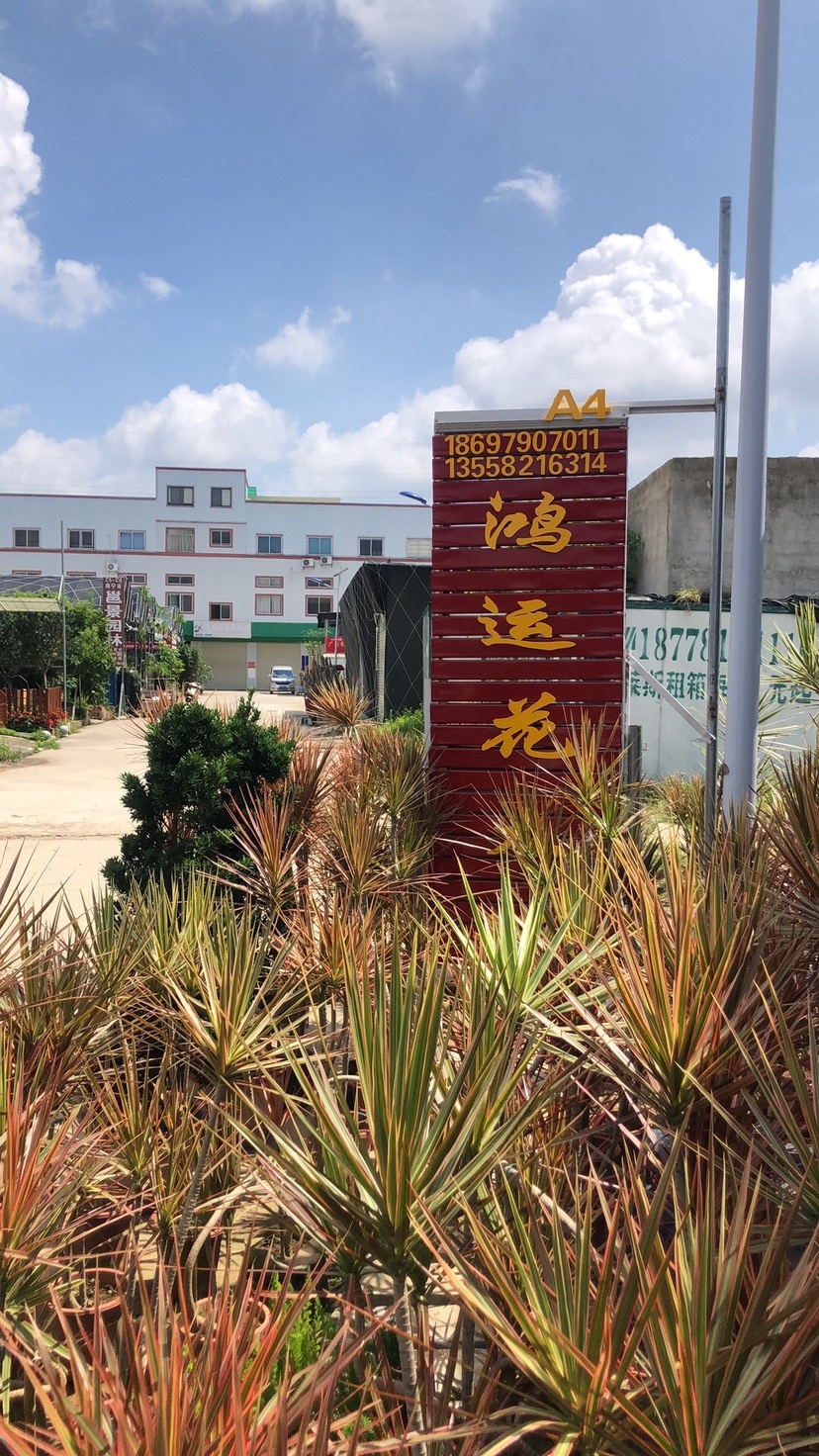 南宁鸿运花卉