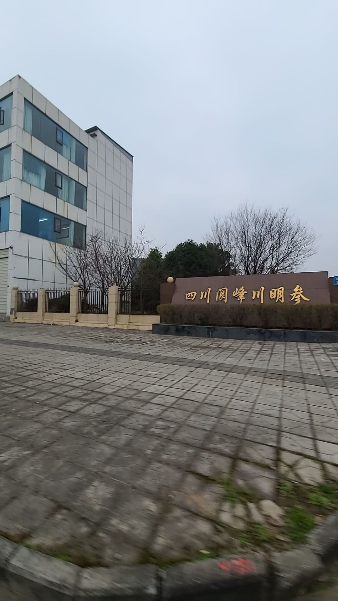 四川阆峰川明参