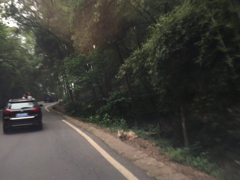 狼区