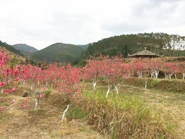 桃花村