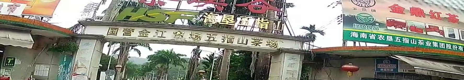 海南五指山野生茶专营店